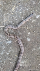 Stenorrhina freminvillei