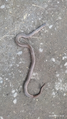 Stenorrhina freminvillei