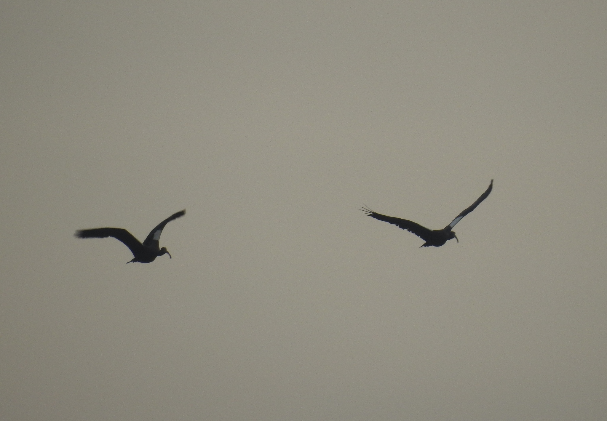 Red-naped Ibis