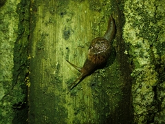 Fastosarion