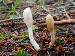 Trichoderma leucopus