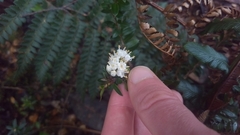 Trochocarpa cunninghamii