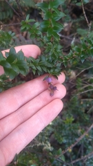 Trochocarpa cunninghamii