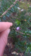 Trochocarpa cunninghamii