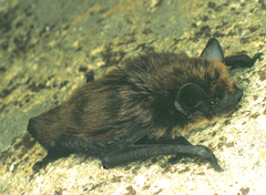 Eptesicus nilssonii