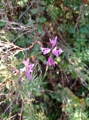 Polygala major