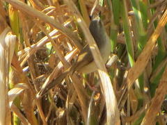 Prinia subflava affinis