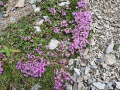 Thymus altaicus