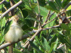 Prinia subflava affinis