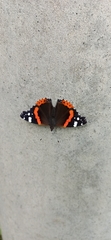 Vanessa atalanta