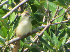 Prinia subflava affinis