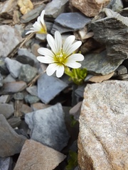 Cerastium pusillum