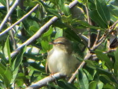 Prinia subflava affinis