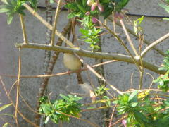 Prinia subflava affinis