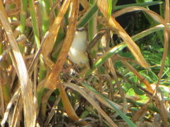 Prinia subflava affinis
