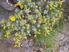 Euryops acraeus