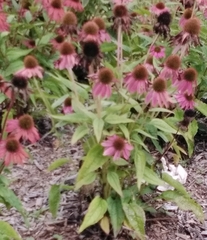 Echinacea purpurea