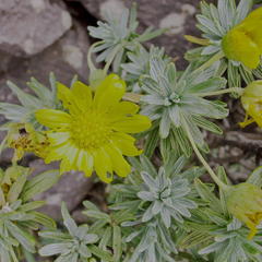 Euryops acraeus