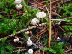 Marasmius wettsteinii