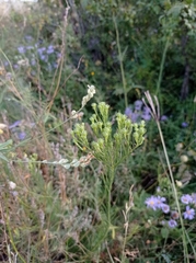 Galatella linosyris