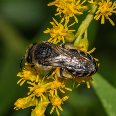 Colletes simulans
