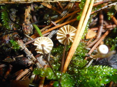 Marasmius wettsteinii