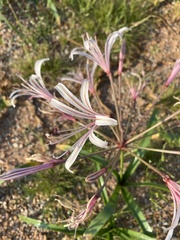 Nerine laticoma