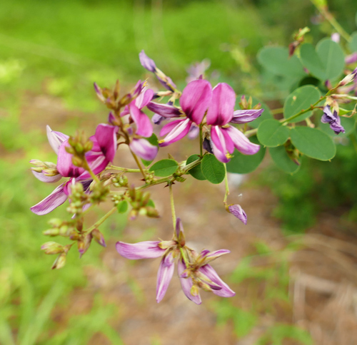 Lespedeza bicolor
