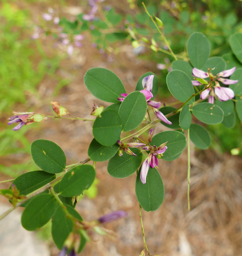 Lespedeza bicolor