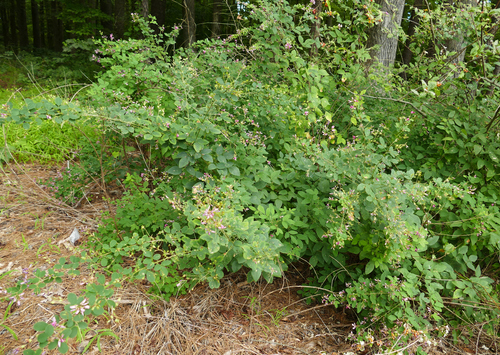 Lespedeza bicolor