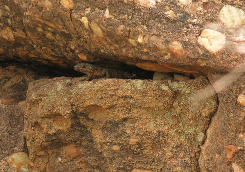 Waterberg Dragon Lizard, Smaug breyeri