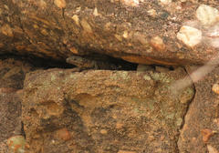 Smaug breyeri