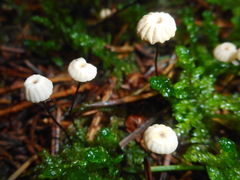 Marasmius wettsteinii