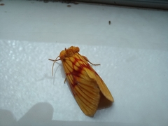 Eulithosia miaiphona