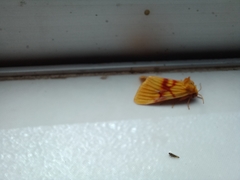Eulithosia miaiphona