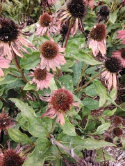 Echinacea purpurea