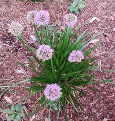 Allium