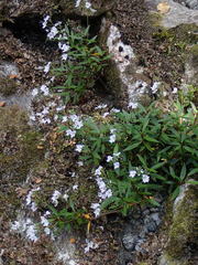 Veronica catarractae