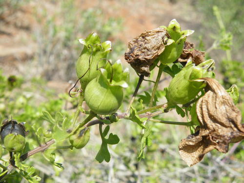 Buttonia superba (Buttonia superba)