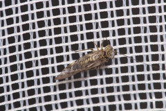 Psococerastis gibbosa