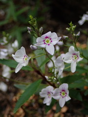 Veronica catarractae