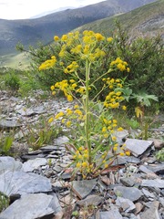 Bupleurum martjanovii