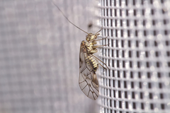 Psococerastis gibbosa