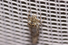 Psococerastis gibbosa