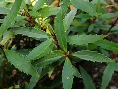 Veronica catarractae