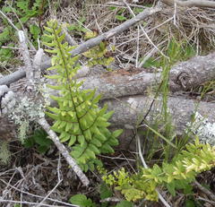 Cheilanthes viridis viridis