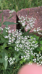 Eupatorium serotinum