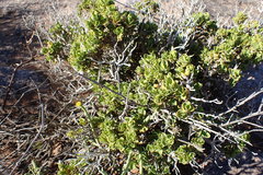 Monechma spartioides