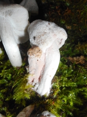 Mycogone rosea