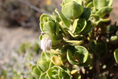 Monechma spartioides